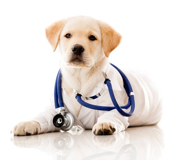 “犬瘟”“犬细小”怎么治疗，无需高昂费用，治愈率高！