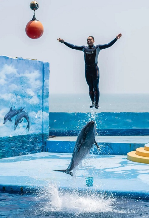 海豚跳跃.jpg