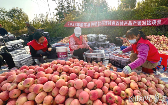 河北顺平：金秋苹果挂满树 丰收时节直采忙