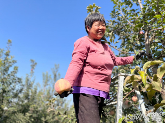 河北顺平：金秋苹果挂满树 丰收时节直采忙